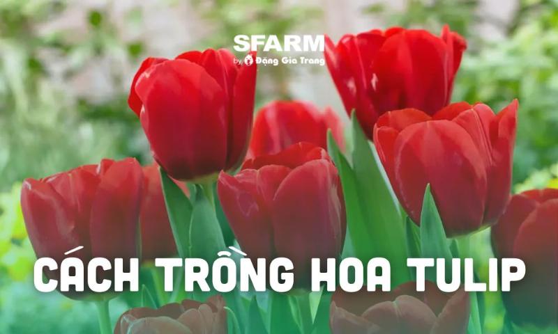 Cách chăm sóc hoa tulip vàng