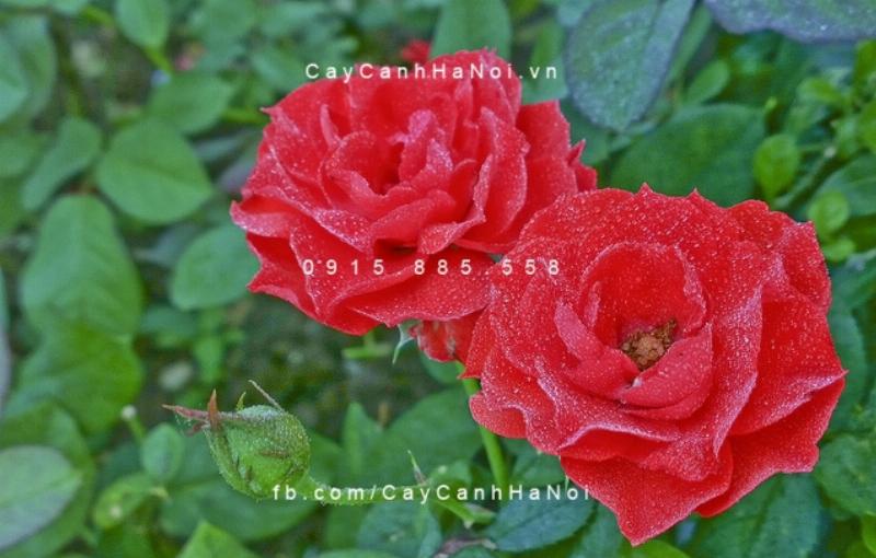 Hình ảnh cây hoa hồng nhung đẹp