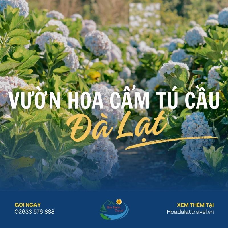 Địa điểm ngắm cẩm tú cầu Đà Lạt