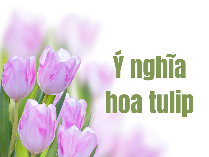 Dịp tặng hoa tulip vàng
