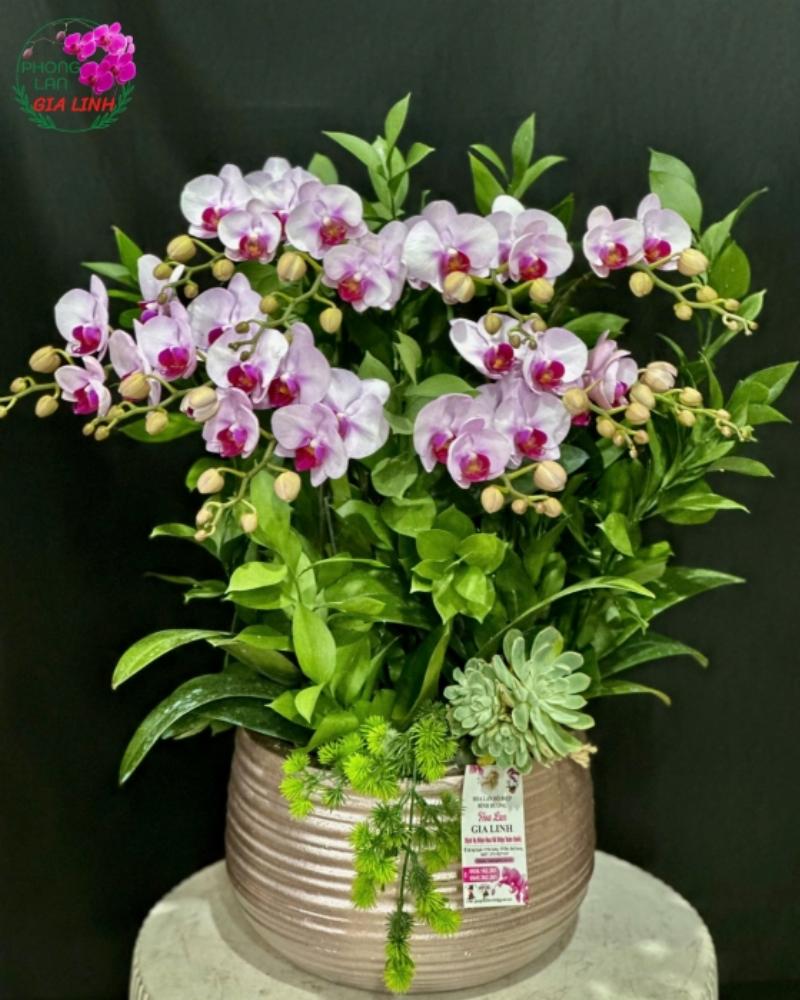 Giỏ hoa lan hồ điệp tặng 20/10