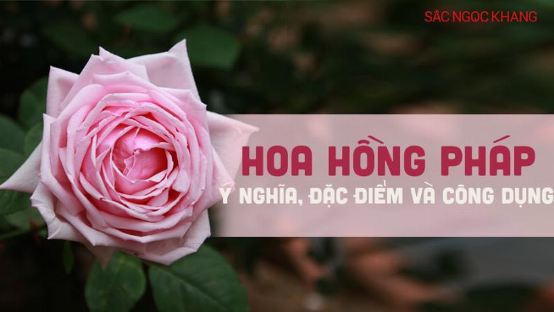 Hoa Hồng Vàng Pháp Đặc Điểm