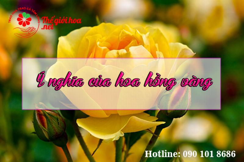 Hoa Hồng Vàng Pháp Phong Thủy