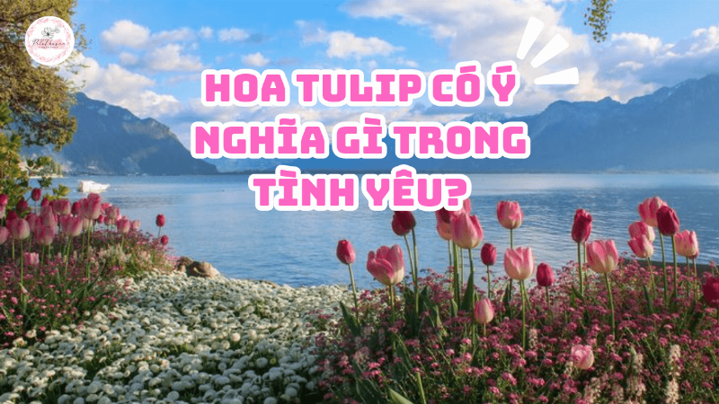 Hoa tulip vàng trong tình yêu