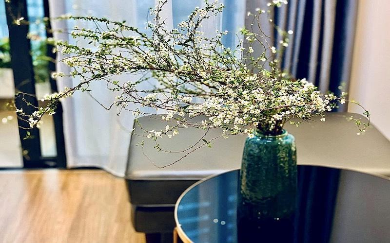 Hoa tuyết mai nở rộ giữa mùa đông