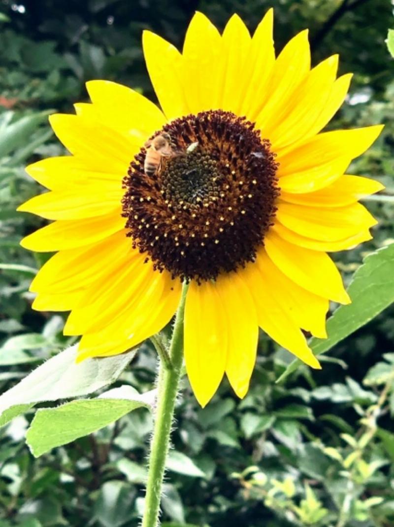 Lá Hoa Hướng Dương Chăm Sóc