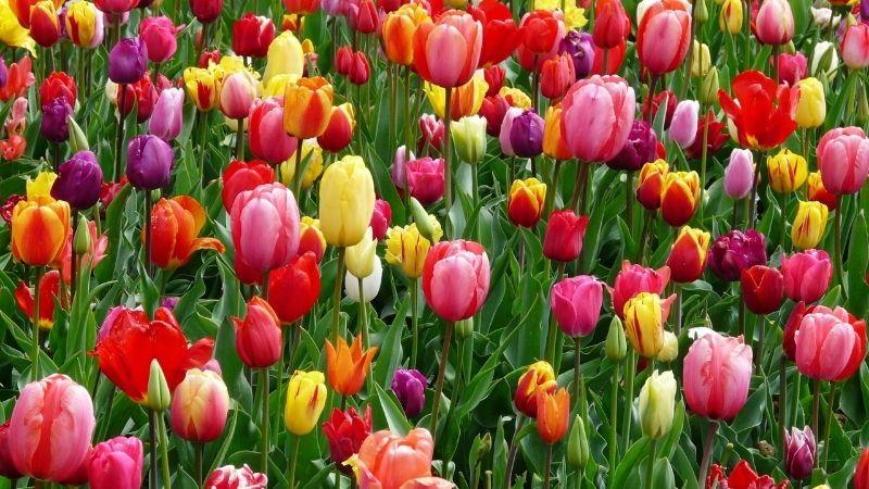 Ý nghĩa hoa tulip vàng hiện đại