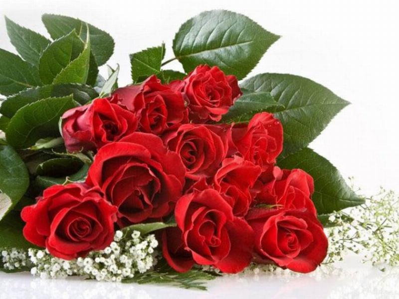 11 bông hồng vàng tặng bạn