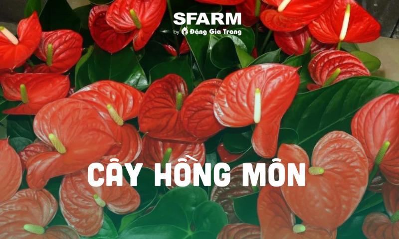 ảnh-sáng-lý-tưởng-cho-cây-hồng-môn-trong-nhà