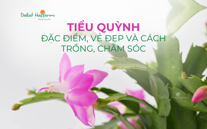 anh-sang-va-nhiet-do-ly-tuong-cho-hoa-tieu-quynh