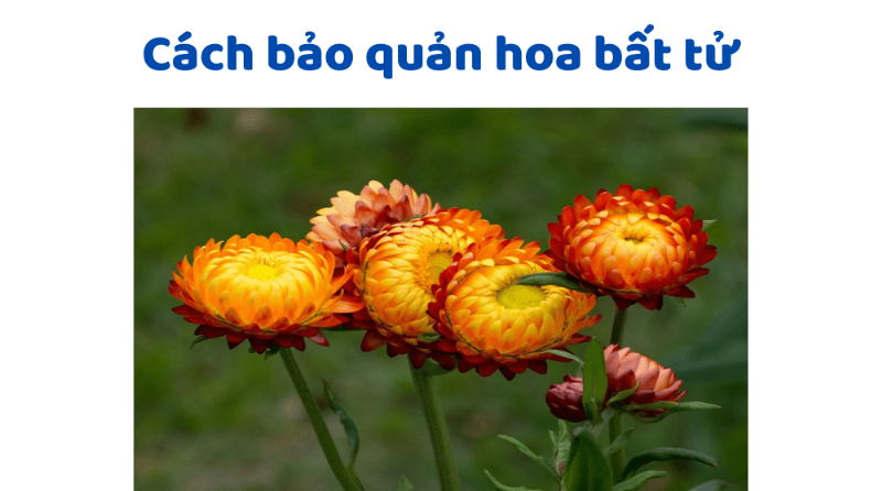 Bảo quản hoa bất tử đúng cách