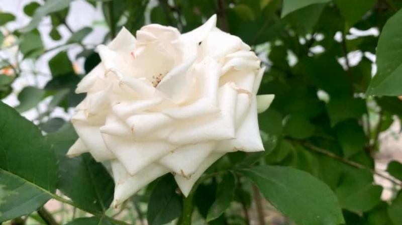 Bí quyết chăm sóc hoa hồng trắng