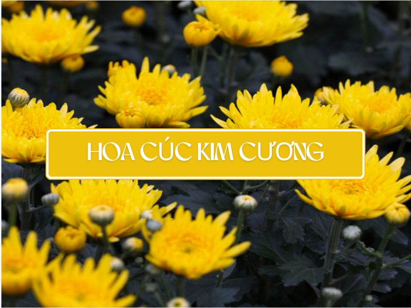 Bó Hoa Cúc Kim Cương Sang Trọng