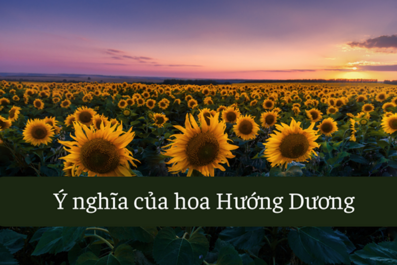 Bó hoa hướng dương tặng người yêu