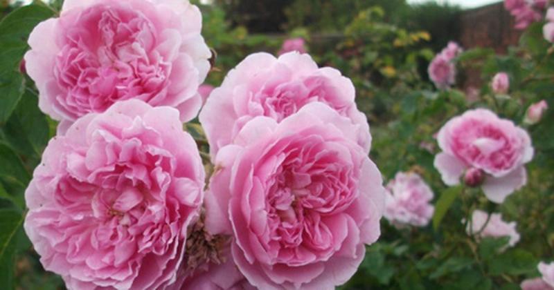 Hình ảnh một bông hoa hồng lai tạo hiện đại thuộc nhóm Hybrid Tea hoặc Floribunda, thể hiện sự đa dạng màu sắc và hình dáng 