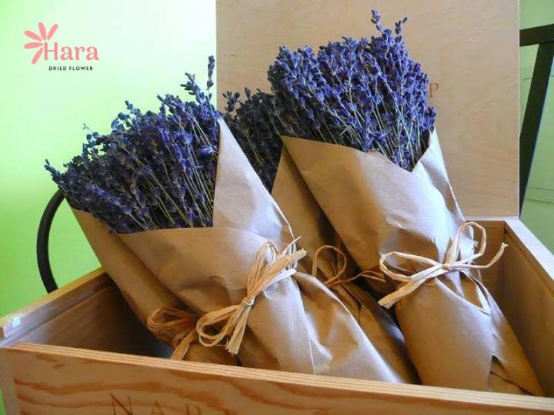 Các loại hoa oải hương và mùi hương