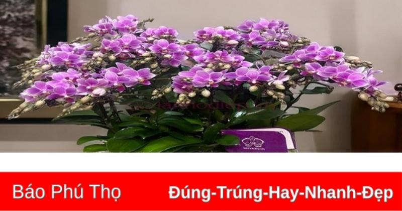 Các loại hoa lý tưởng tặng mẹ sau sinh kèm lời chúc