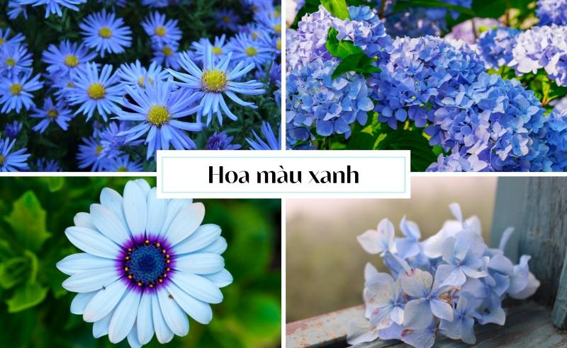 Các loại hoa xanh dương đẹp và ý nghĩa
