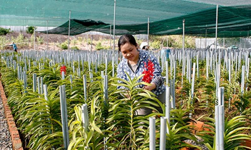 Các loại lan cắt cành phổ biến