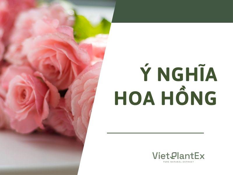 Hoa hồng đỏ Đà Lạt rực rỡ, tượng trưng cho tình yêu nồng cháy
