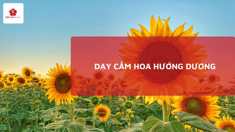 Một người đang tỉ mỉ cắt gốc cành hoa đào đông thật dưới vòi nước để chuẩn bị cắm vào bình