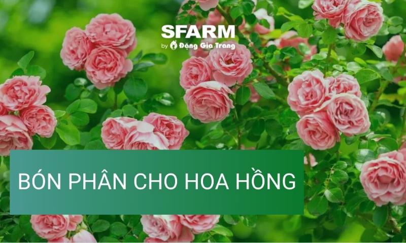 huong-dan-cham-soc-hoa-hong-xanh-duong-de-hoa-luon-tuoi-tan