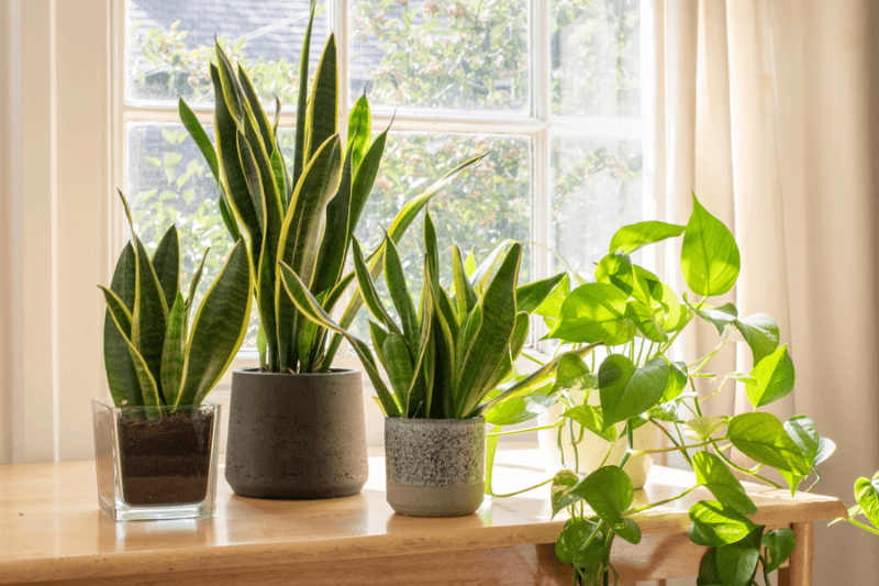 Các bước chăm sóc hoa peony cắt cành tại nhà để giữ hoa tươi và nở đẹp