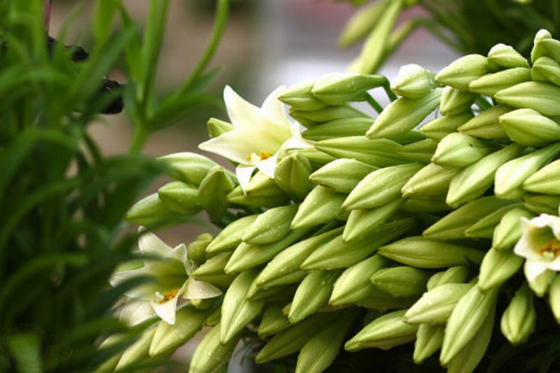 Cách trồng hoa loa kèn Đà Lạt đúng kỹ thuật