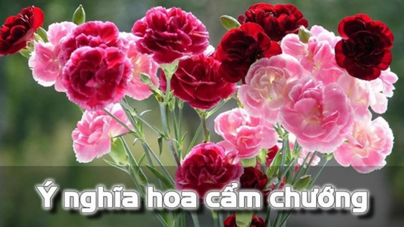 Cẩm chướng hồng biểu tượng tình yêu