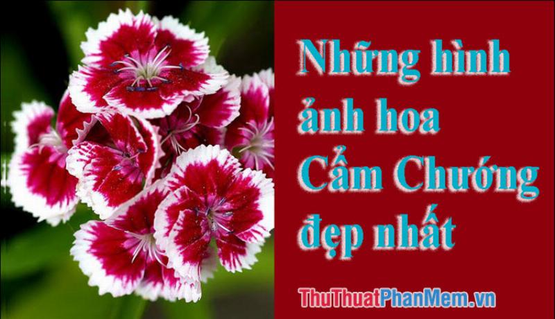 Hình ảnh hoa cẩm chướng hồng đẹp dịu dàng