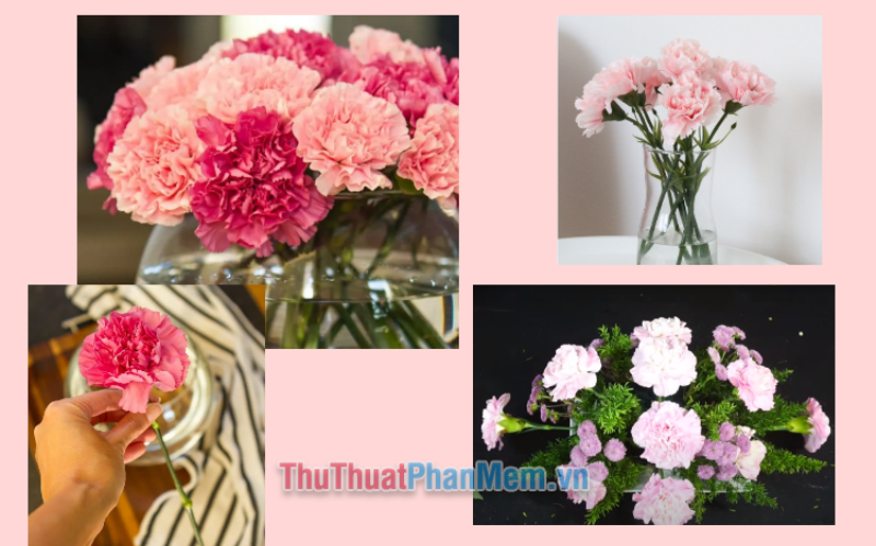 Cẩm chướng hồng trong nghệ thuật cắm hoa