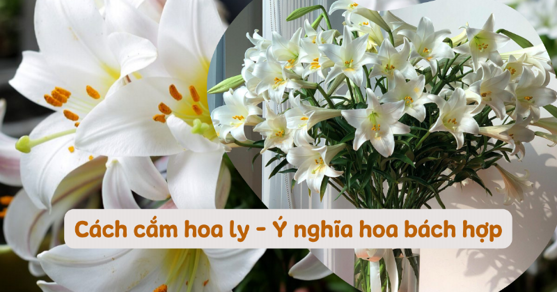 Cắm hoa ly trắng tối giản