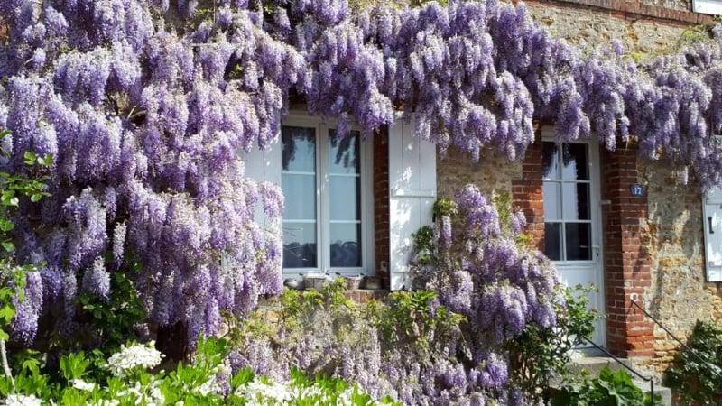 Hình ảnh cẩm tú cầu dây leo Hydrangea petiolaris bám trên bức tường gạch cũ, phủ đầy lá xanh và những chùm hoa trắng dạng ren, minh họa ứng dụng trong cảnh quan.