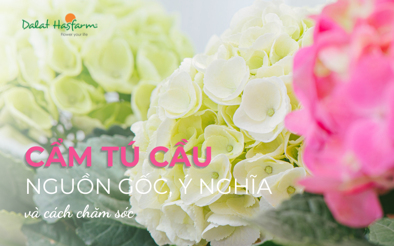 Hình ảnh hoa cẩm tú cầu Hydrangea màu xanh hồng nở rộ, biểu tượng cho tên gọi tiếng Anh của cẩm tú cầu