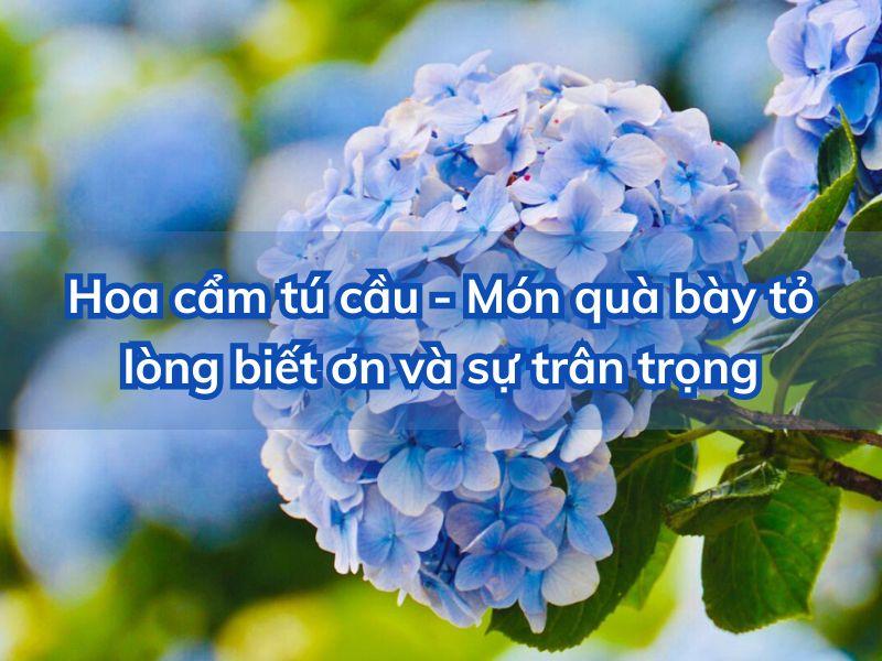Sự khác biệt ý nghĩa giữa cẩm tú cầu xanh dương và các màu khác