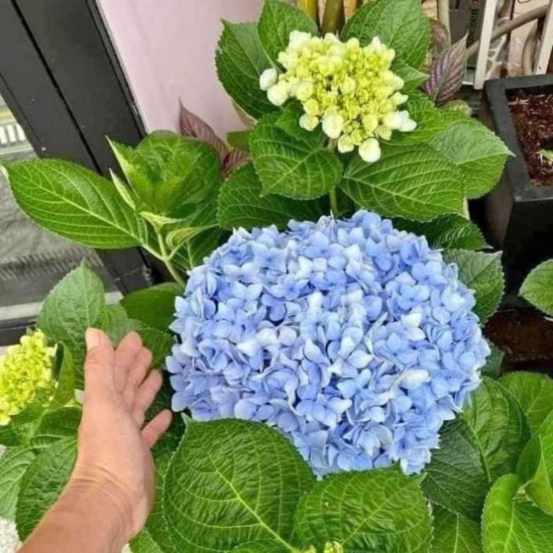 Cẩm tú cầu xanh dương trong nghệ thuật cắm hoa