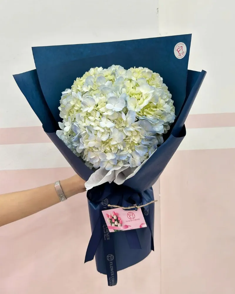 Cây hoa cẩm tú cầu màu xanh tím
