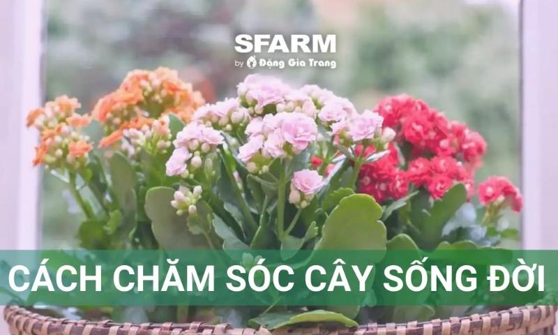 Cách cắt tỉa cây sống đời sau khi tàn hoa trong hướng dẫn chăm sóc cây sống đời