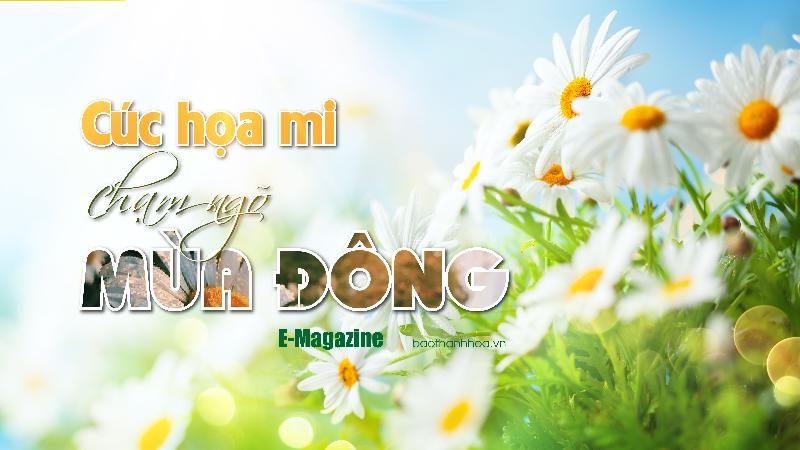 Câu chuyện tình yêu về hoa cúc họa mi trắng