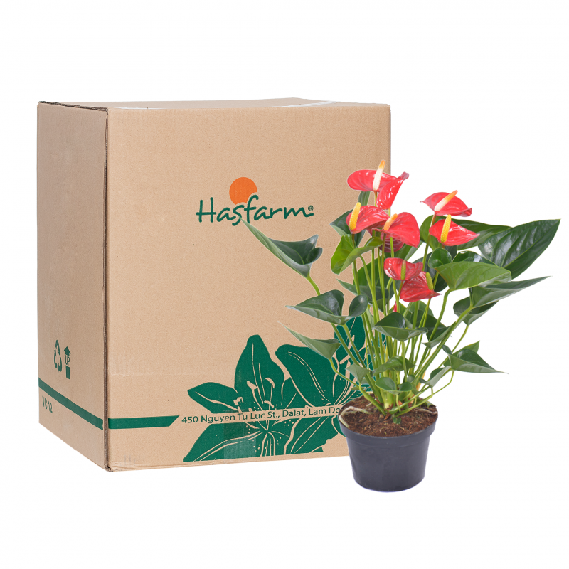 Hoa tươi rực rỡ sắc màu tô điểm không gian sống và làm việc tại khu vực Trung Hoà Cầu Giấy, Hà Nội