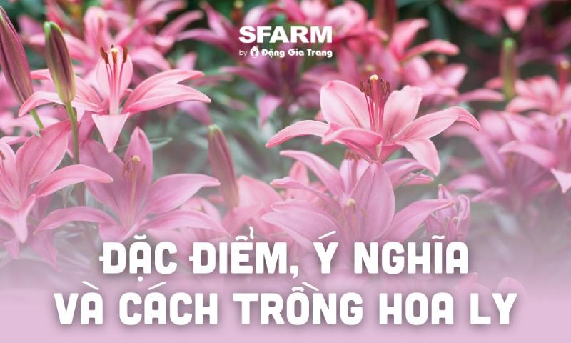Cấu tạo củ hoa ly bách hợp với nhiều vảy xếp chồng lên nhau thể hiện ý nghĩa hòa hợp