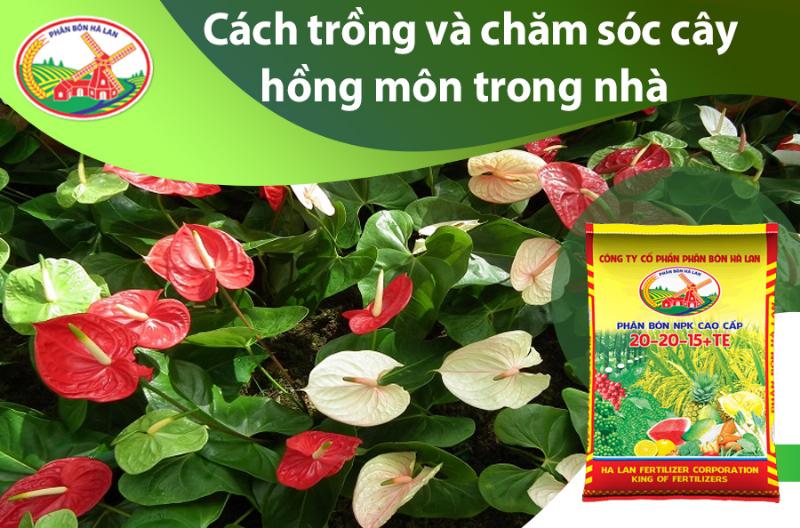 cay-hong-mon-trong-nha-khoe-manh