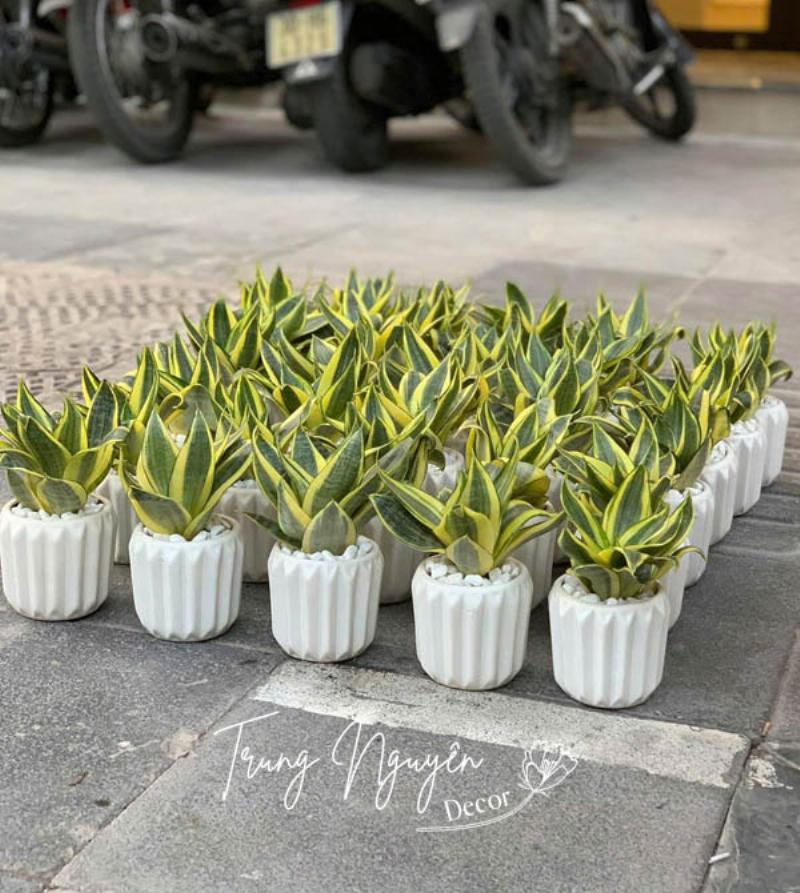 Chậu cây Lưỡi Hổ lá xanh viền vàng đặt trong không gian nội thất hiện đại