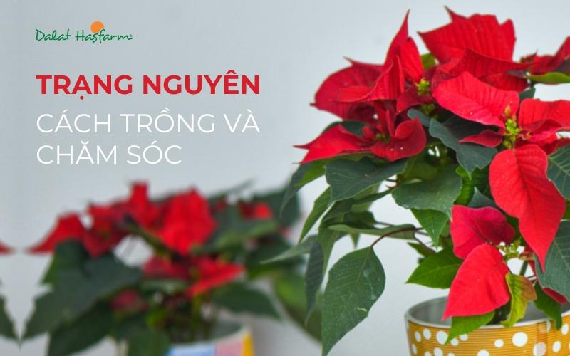 cach-cham-soc-cay-trang-nguyen-trong-nha-hieu-qua