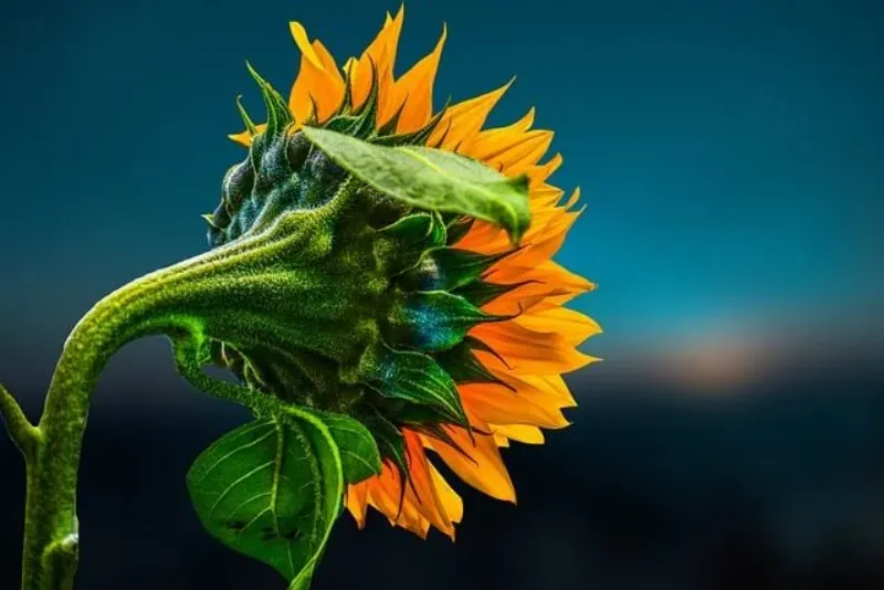 Chăm sóc bó hướng dương đúng cách