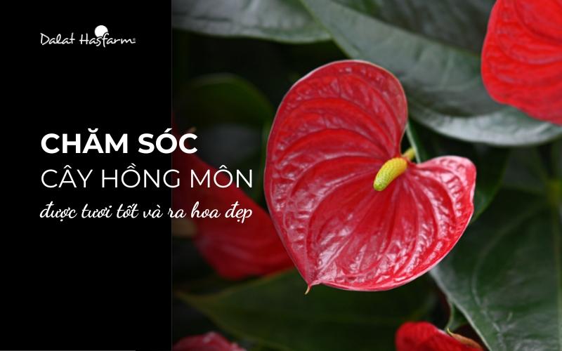 cham-soc-cay-hong-mon-trong-nha
