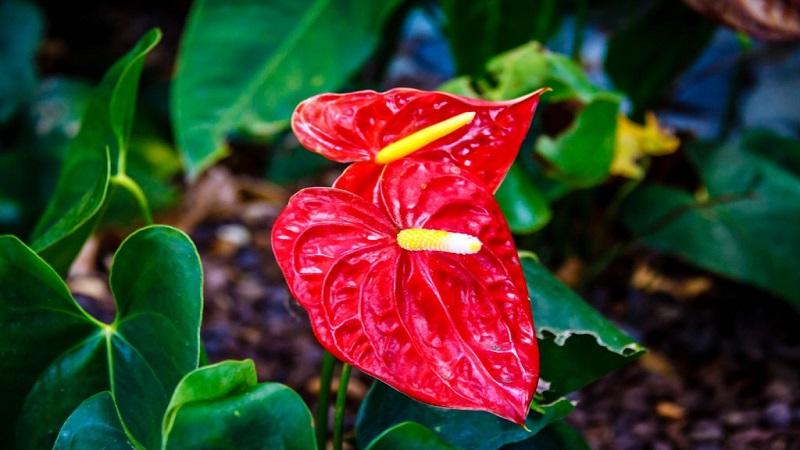 cach-cham-soc-cay-hong-mon-de-cay-song-lau