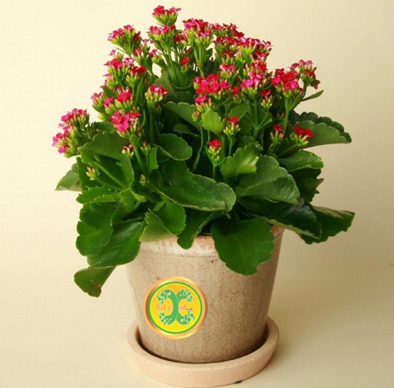 Hướng dẫn chăm sóc cây sống đời trong nhà