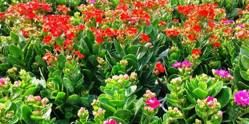 Các loại cây sống đời phù hợp với nhà ở