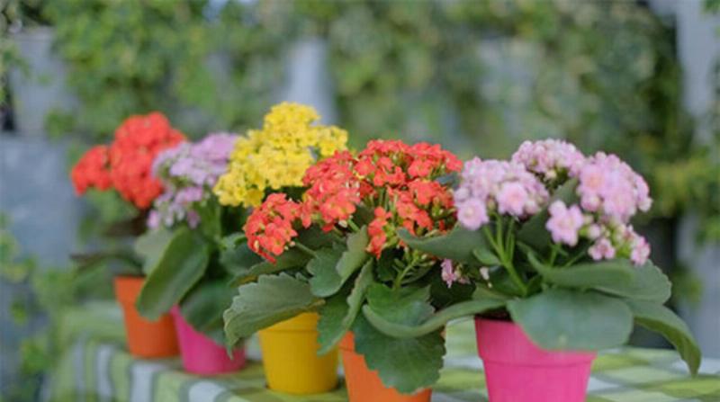 Thực hành chăm sóc cây sống đời